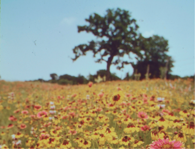 Flower meadow in Llano, Texas by Bill Reaves