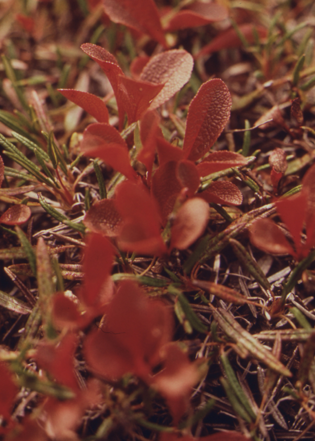 Typical Tundra Vegetation, by Dennis Cowals