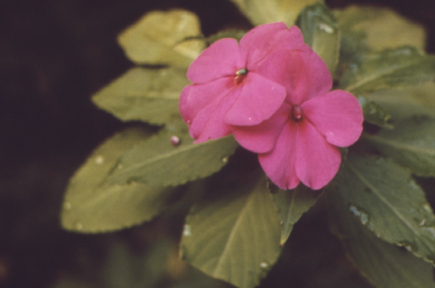 Flora of Akaka Falls State Park, November 1973, by Charles O’Rear