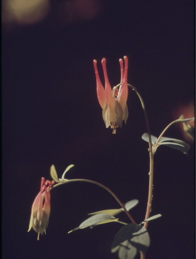 Flowers Near East Dallas Creek, by Boyd Norton