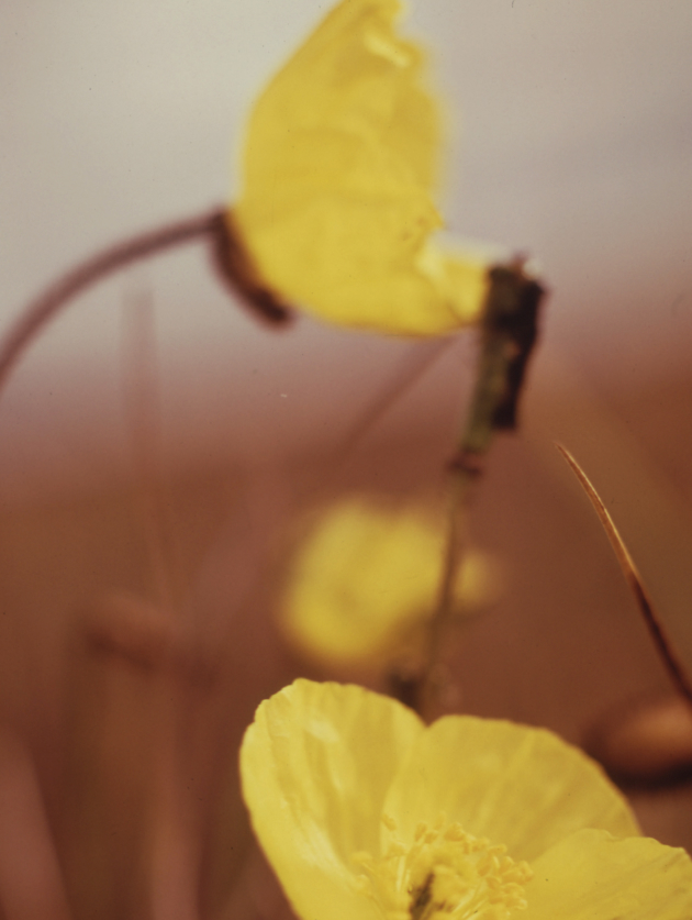 Northern Buttercups, wildflowers found along the entire route in Alpine and Arctic Areas, by Dennis Cowals