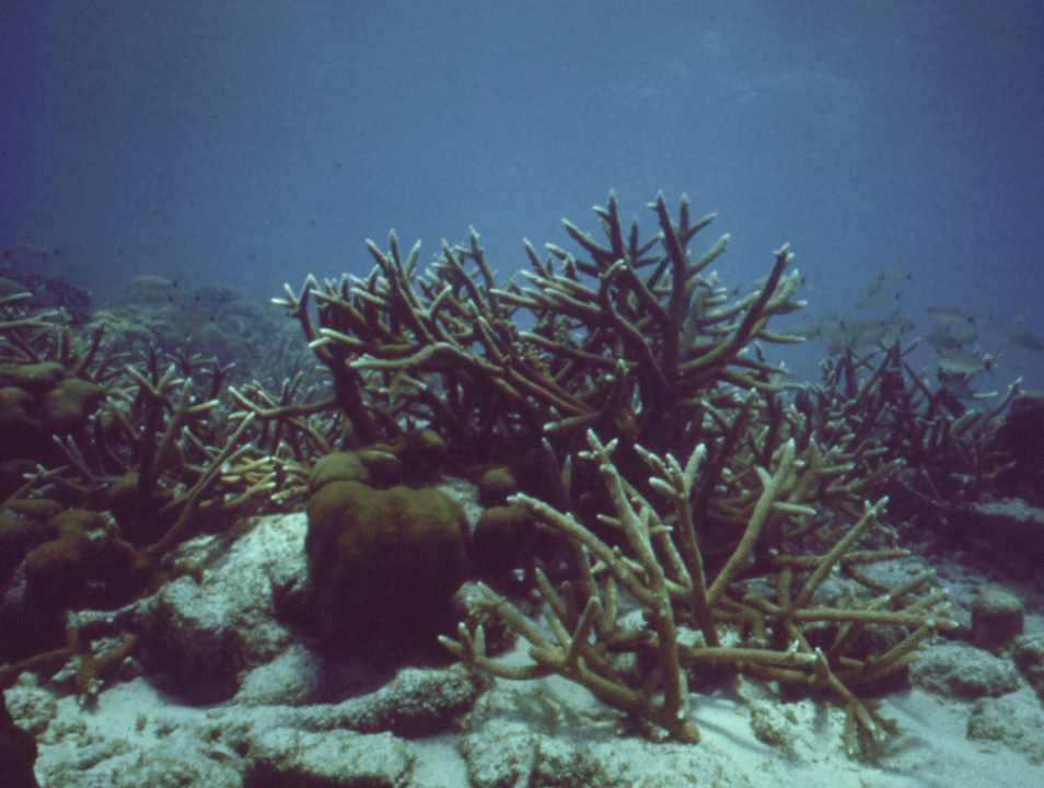 John Pennekamp Coral Reef State Park, Miles Off Key Largo, by Flip Schulke