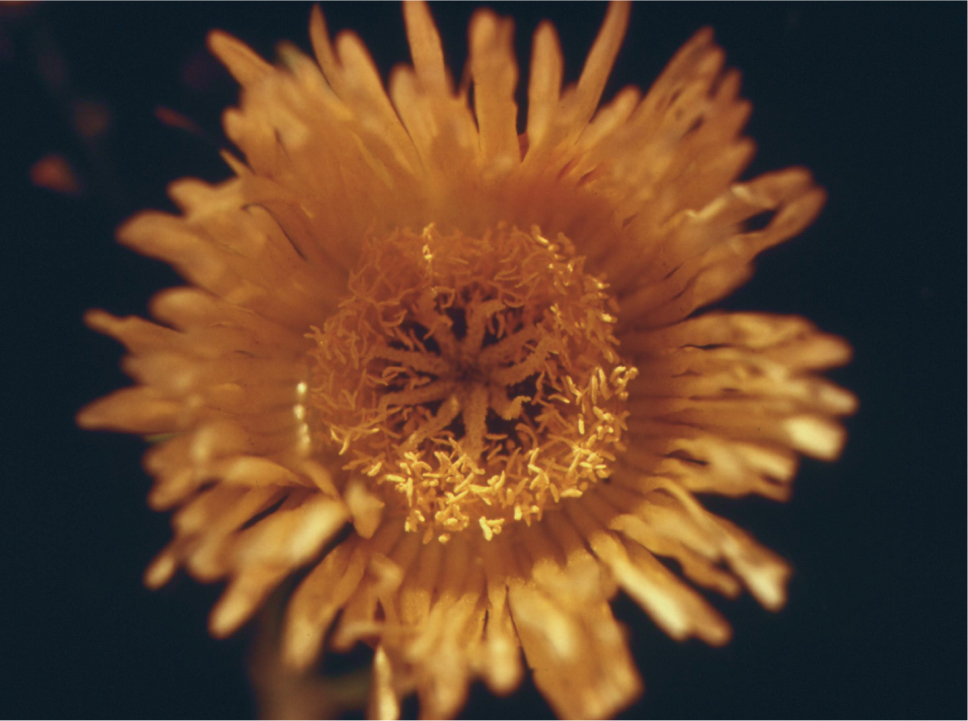 Closeup of a flower growing at Buena Vista Lagoon, by Charles O’Rear