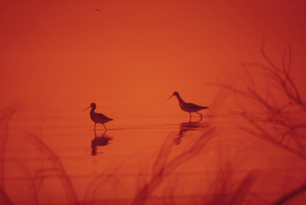 Marshland birds at the Lake Havasu National Wildlife Refuge, by Charles O’Rear